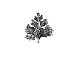 Parsley Icon